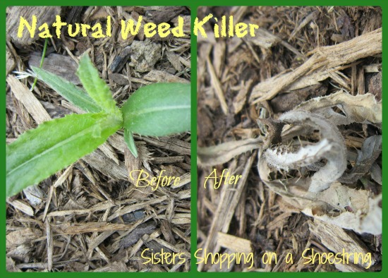 Natural weed killer